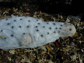 Halloween008