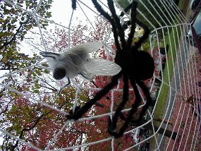 Halloween018