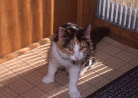 Cats008