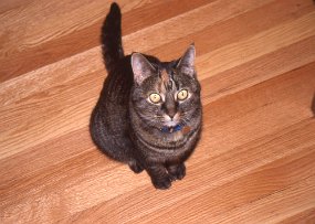 Cats009