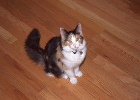 Cats010