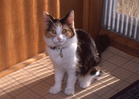Cats012