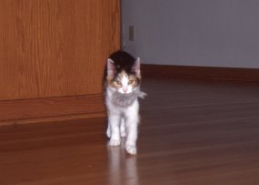Cats015