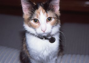 Cats016