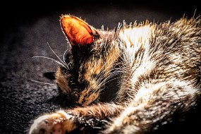DSCF4835-1