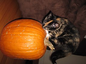 IMG_0365