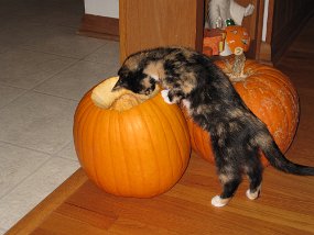IMG_0371