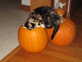 IMG_0373