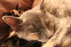 IMG_3951
