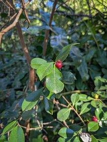 Hawaii 2025-110 null