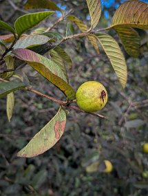 Hawaii 2025-111 null