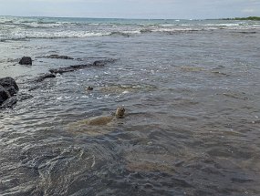 Hawaii 2025-120 null