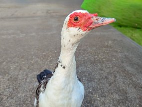 Hawaii 2025-227 null