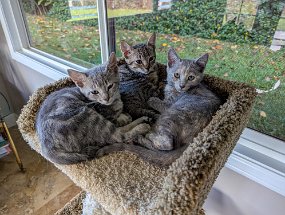 Hawaii 2025-231 null