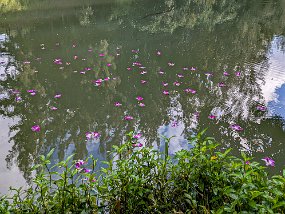 Hawaii 2025-253 null