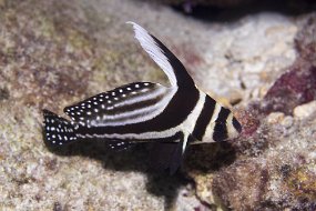 cozumel-124-1