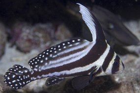 cozumel-126