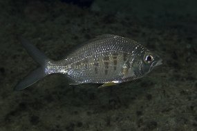 cozumel-132