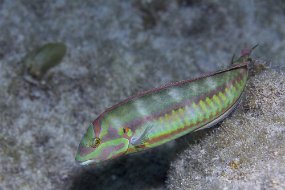 cozumel-137