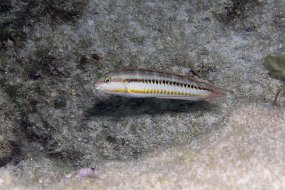 cozumel-146