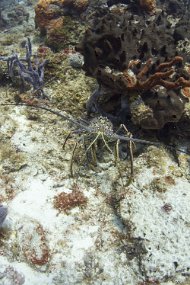cozumel-180