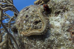 cozumel-183