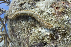 cozumel-184