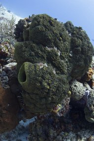cozumel-193