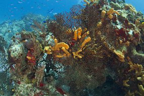 cozumel-208