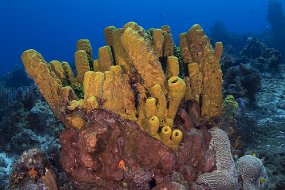 cozumel-216