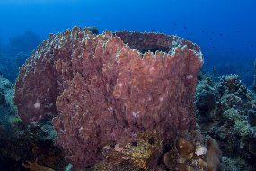 cozumel-219