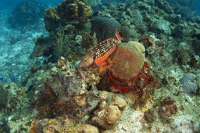 cozumel-220
