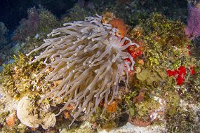 cozumel-229