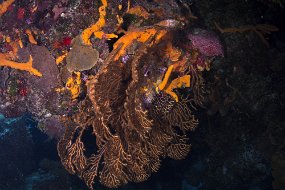 cozumel-241