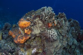 cozumel-246