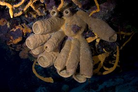 cozumel-247