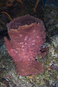 cozumel-250
