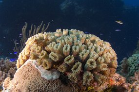 cozumel-253