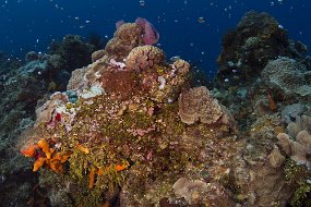cozumel-254