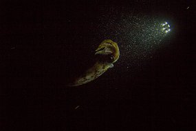 cozumel-265