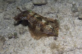 cozumel-288