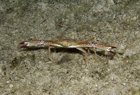 cozumel-308