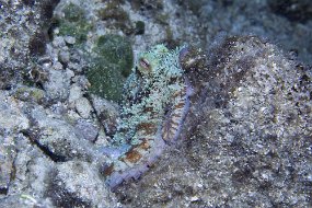 cozumel-331