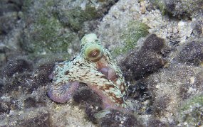 cozumel-334