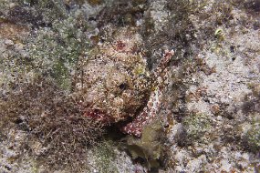 cozumel-338
