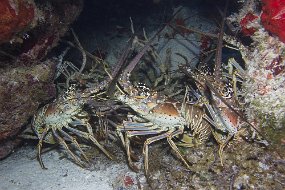 cozumel-352