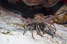 cozumel-358