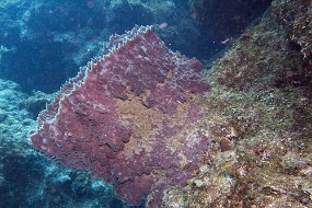 cozumel-367