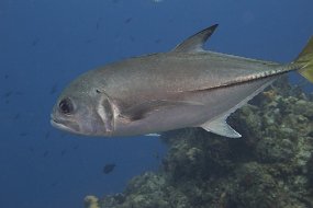 cozumel-368