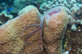 cozumel-371